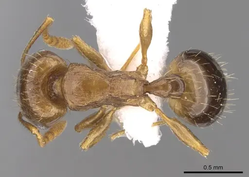 Tetramorium depressiceps specimen CASENT0906436 image casent0906436_1