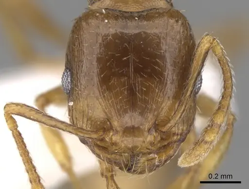 Tetramorium depressiceps specimen CASENT0906436 image casent0906436_2