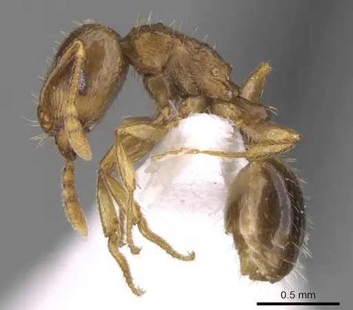 Tetramorium depressiceps specimen CASENT0906436 image casent0906436_3