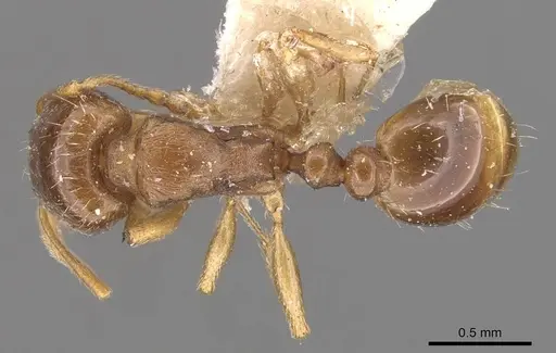 Tetramorium depressum specimen CASENT0909107 image casent0909107_1