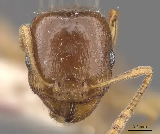 Tetramorium depressum specimen CASENT0909107 image casent0909107_2