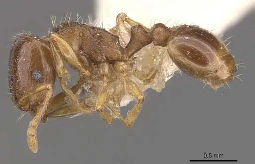 Tetramorium depressum specimen CASENT0909107 image casent0909107_3