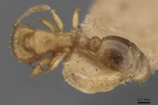 Tetramorium depressum specimen CASENT0913751 image casent0913751_1