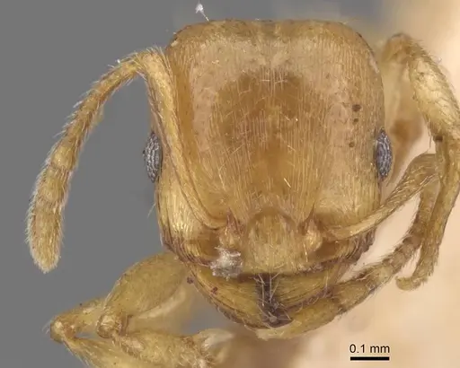 Tetramorium depressum specimen CASENT0913751 image casent0913751_2