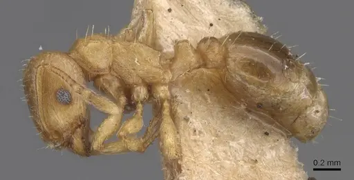 Tetramorium depressum specimen CASENT0913751 image casent0913751_3