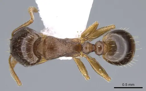 Tetramorium depressum specimen CASENT0914824 image casent0914824_1