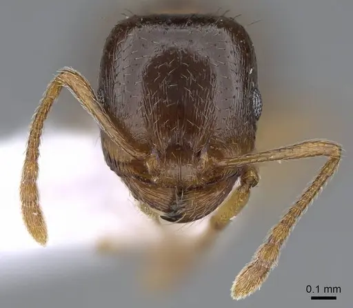Tetramorium depressum specimen CASENT0914824 image casent0914824_2
