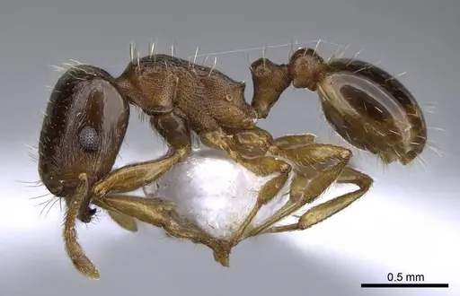 Tetramorium depressum specimen CASENT0914824 image casent0914824_3