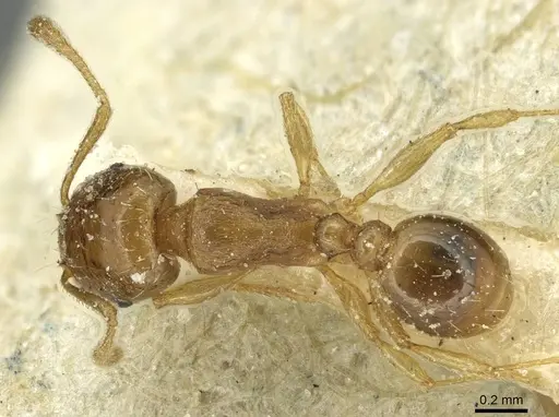 Tetramorium depressum specimen CASENT0915048 image casent0915048_1