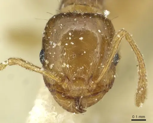 Tetramorium depressum specimen CASENT0915048 image casent0915048_2
