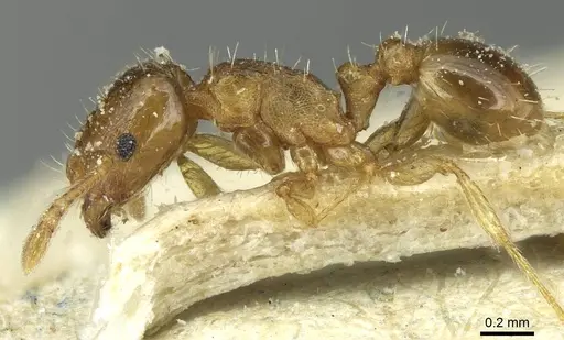 Tetramorium depressum specimen CASENT0915048 image casent0915048_3