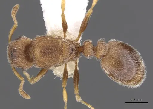 Tetramorium desertorum specimen CASENT0901151 image casent0901151_1