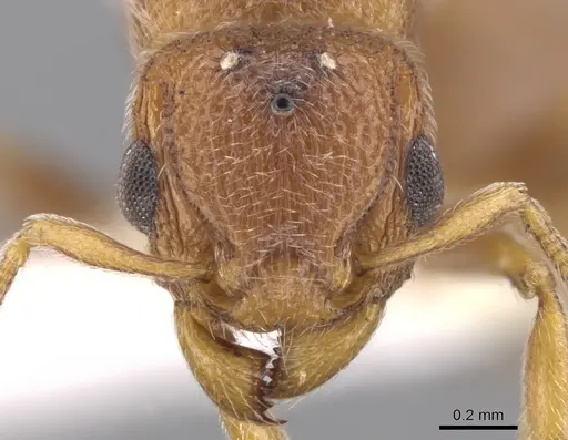 Tetramorium desertorum specimen CASENT0901151 image casent0901151_2