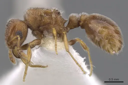 Tetramorium desertorum specimen CASENT0901151 image casent0901151_3