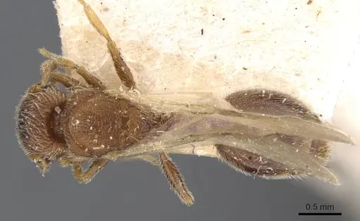 Tetramorium desertorum specimen CASENT0909085 image casent0909085_1