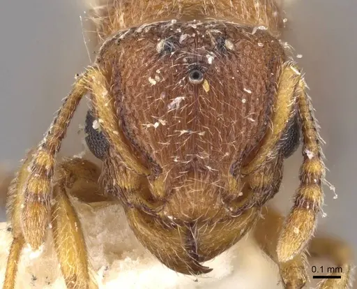 Tetramorium desertorum specimen CASENT0909085 image casent0909085_2