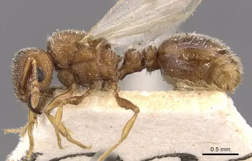 Tetramorium desertorum specimen CASENT0909085 image casent0909085_3