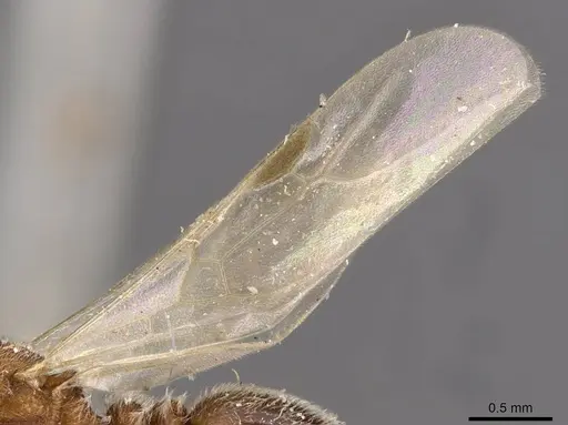 Tetramorium desertorum specimen CASENT0909085 image casent0909085_4