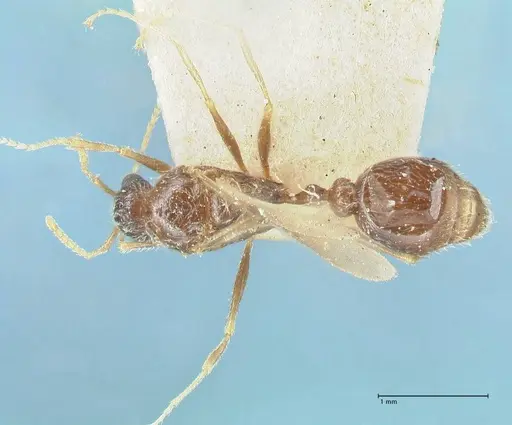 Tetramorium desertorum specimen FOCOL2053 image focol2053_1
