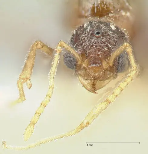 Tetramorium desertorum specimen FOCOL2053 image focol2053_2