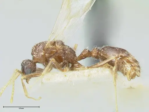 Tetramorium desertorum specimen FOCOL2053 image focol2053_3