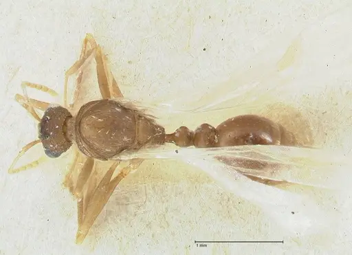 Tetramorium desertorum specimen FOCOL2054 image focol2054_1