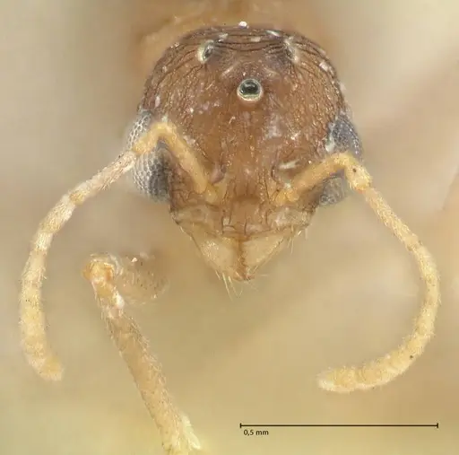 Tetramorium desertorum specimen FOCOL2054 image focol2054_2
