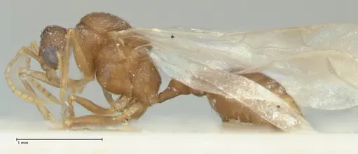 Tetramorium desertorum specimen FOCOL2054 image focol2054_3