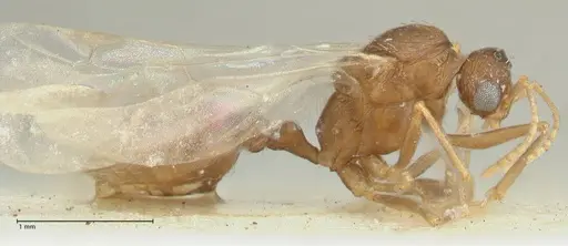 Tetramorium desertorum specimen FOCOL2054 image focol2054_4