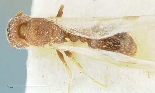 Tetramorium desertorum specimen FOCOL2055 image focol2055_1