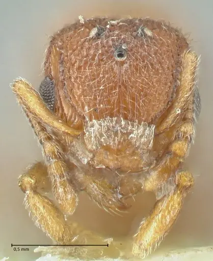 Tetramorium desertorum specimen FOCOL2055 image focol2055_2
