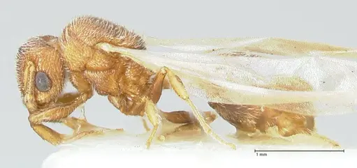 Tetramorium desertorum specimen FOCOL2055 image focol2055_3