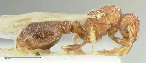 Tetramorium desertorum specimen FOCOL2055 image focol2055_4