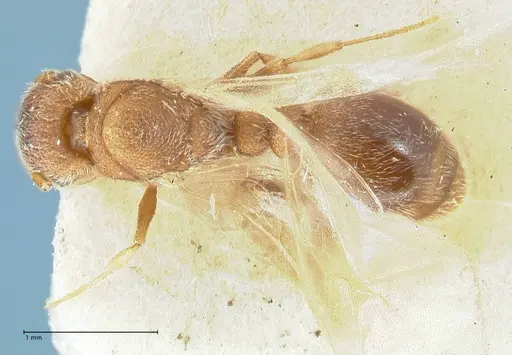 Tetramorium desertorum specimen FOCOL2056 image focol2056_1