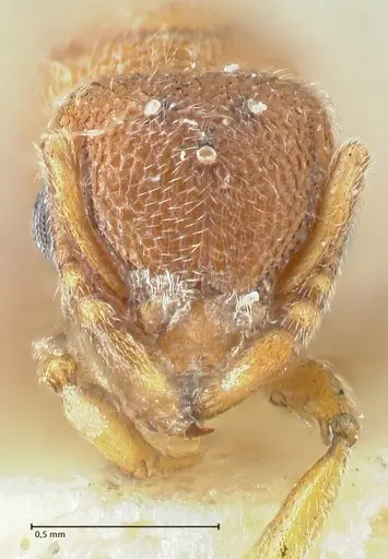 Tetramorium desertorum specimen FOCOL2056 image focol2056_2