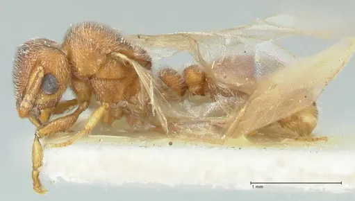Tetramorium desertorum specimen FOCOL2056 image focol2056_3