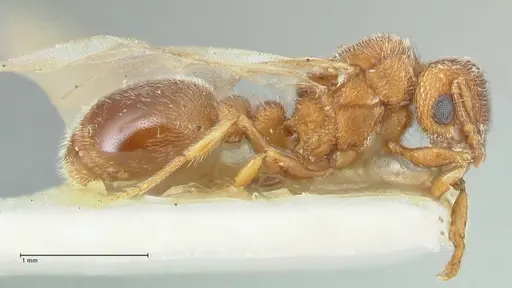 Tetramorium desertorum specimen FOCOL2056 image focol2056_4