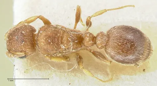 Tetramorium desertorum specimen FOCOL2057 image focol2057_1