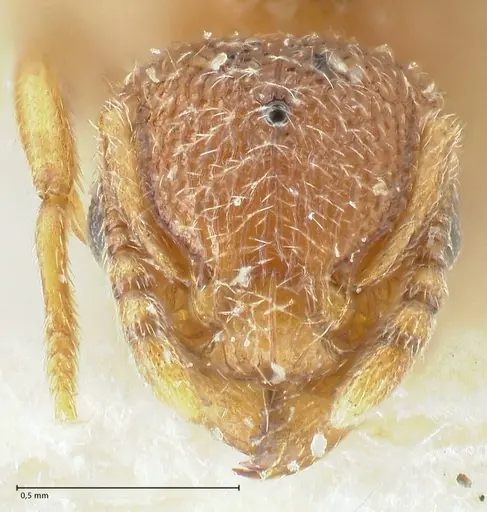 Tetramorium desertorum specimen FOCOL2057 image focol2057_2