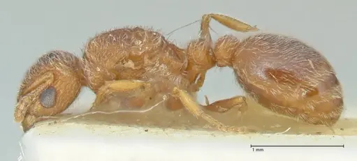 Tetramorium desertorum specimen FOCOL2057 image focol2057_3