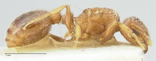 Tetramorium desertorum specimen FOCOL2057 image focol2057_4