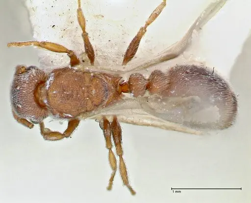 Tetramorium desertorum specimen FOCOL2952 image focol2952_1