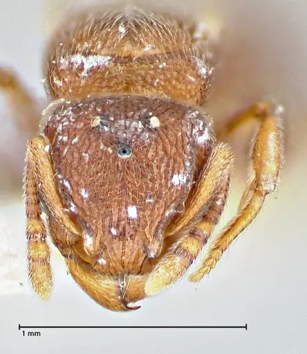 Tetramorium desertorum specimen FOCOL2952 image focol2952_2
