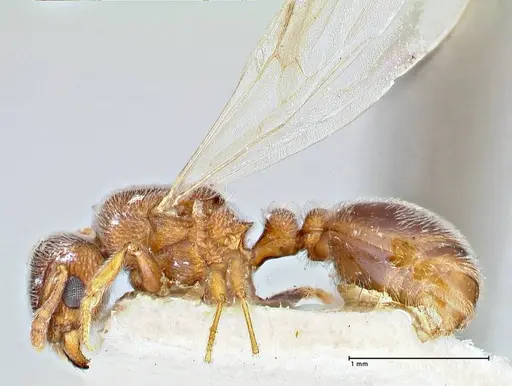 Tetramorium desertorum specimen FOCOL2952 image focol2952_3