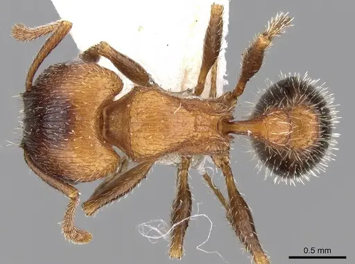 Tetramorium dichroum specimen CASENT0280905 image casent0280905_1