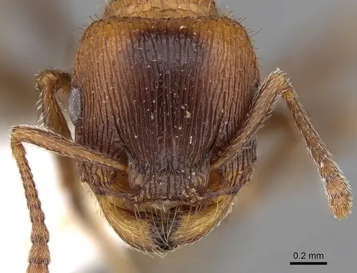 Tetramorium dichroum specimen CASENT0280905 image casent0280905_2