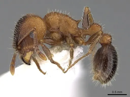 Tetramorium dichroum specimen CASENT0280905 image casent0280905_3