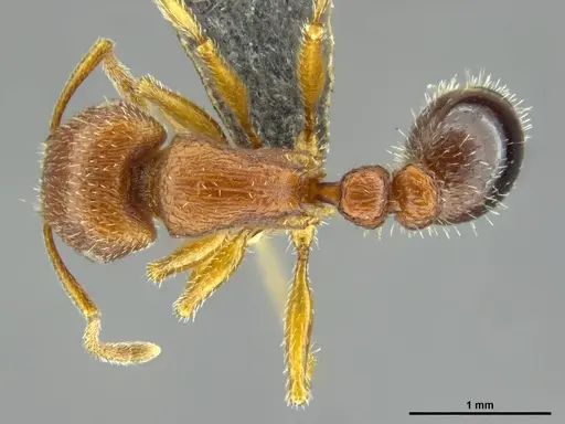 Tetramorium dichroum specimen CASENT0746320 image casent0746320_1
