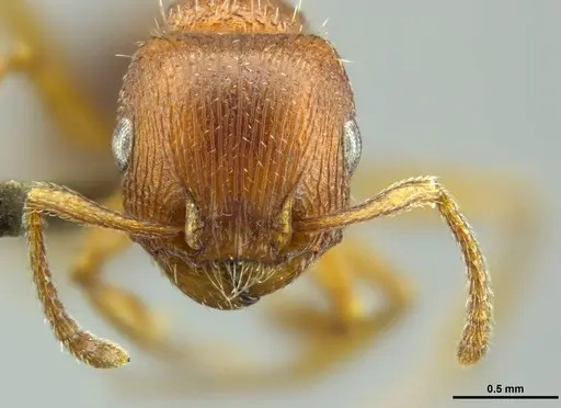 Tetramorium dichroum specimen CASENT0746320 image casent0746320_2