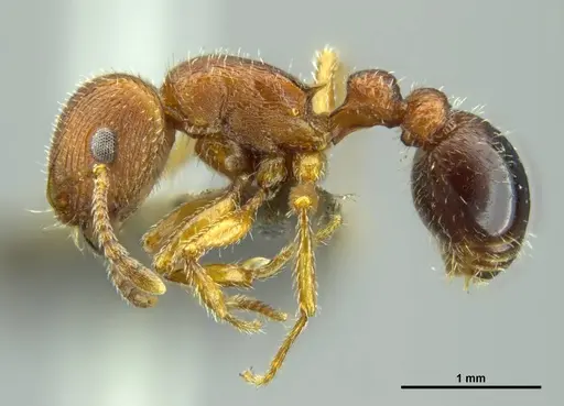 Tetramorium dichroum specimen CASENT0746320 image casent0746320_3